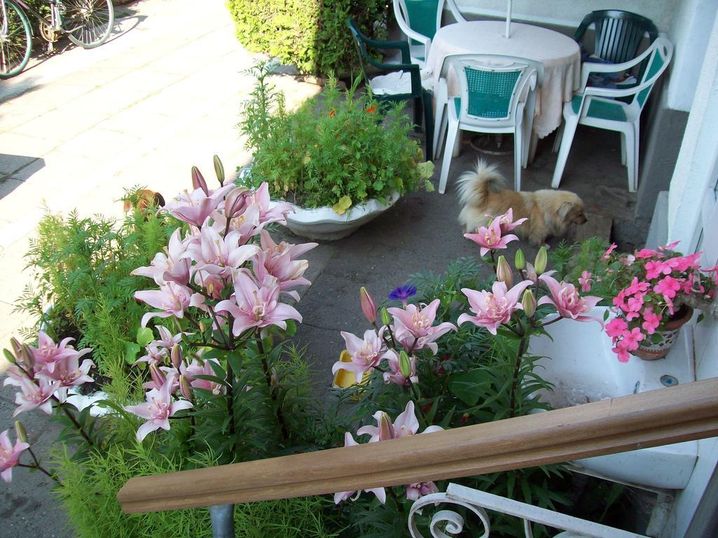 Pensiunea Magnolia Prejmer Ngoại thất bức ảnh