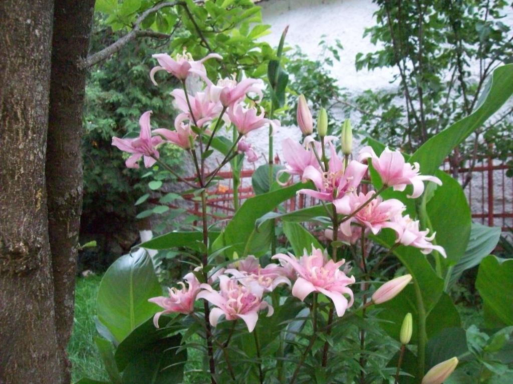 Pensiunea Magnolia Prejmer Ngoại thất bức ảnh