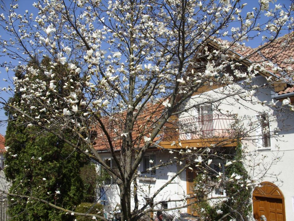 Pensiunea Magnolia Prejmer Ngoại thất bức ảnh